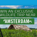 contest win trip amsterdam klm