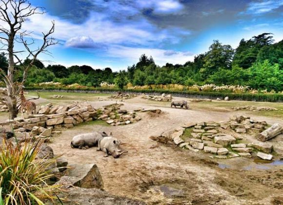 As 25 melhores coisas para ver e fazer em Dublin Dublin Zoo